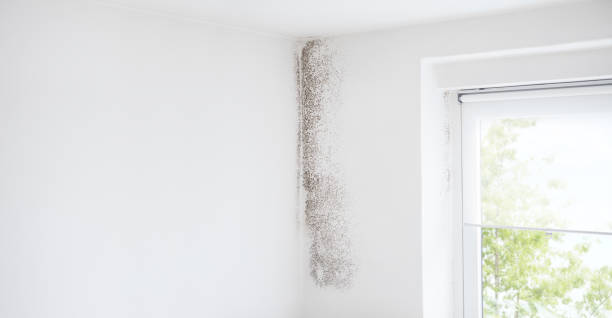 Hagaman, NY Mold Removal Company