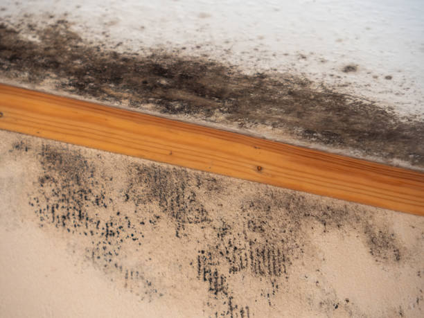 Best Commercial Mold Inspection  in Hagaman, NY