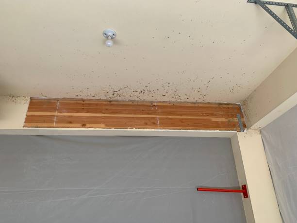 Best Flood Damage  in Hagaman, NY