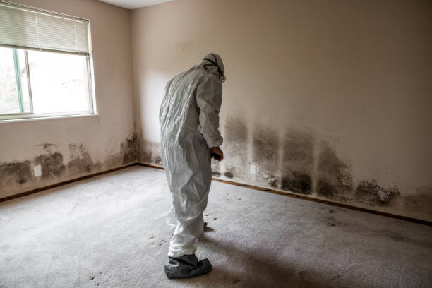 Best Post-Construction Mold Inspection  in Hagaman, NY